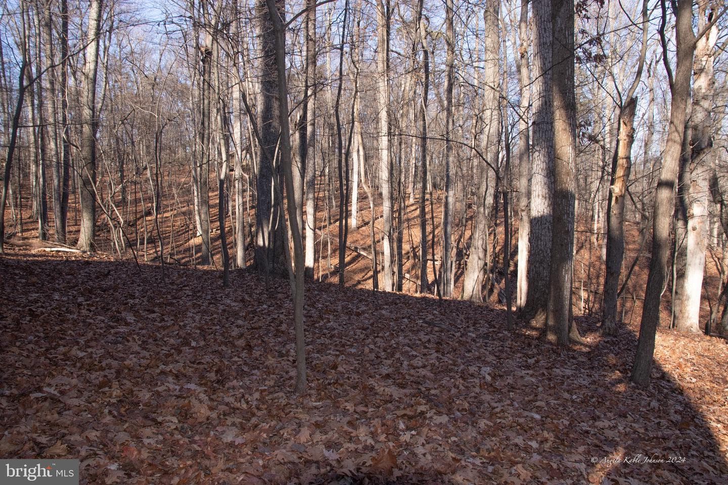 254 Pileated Woodpecker Lane photo 21