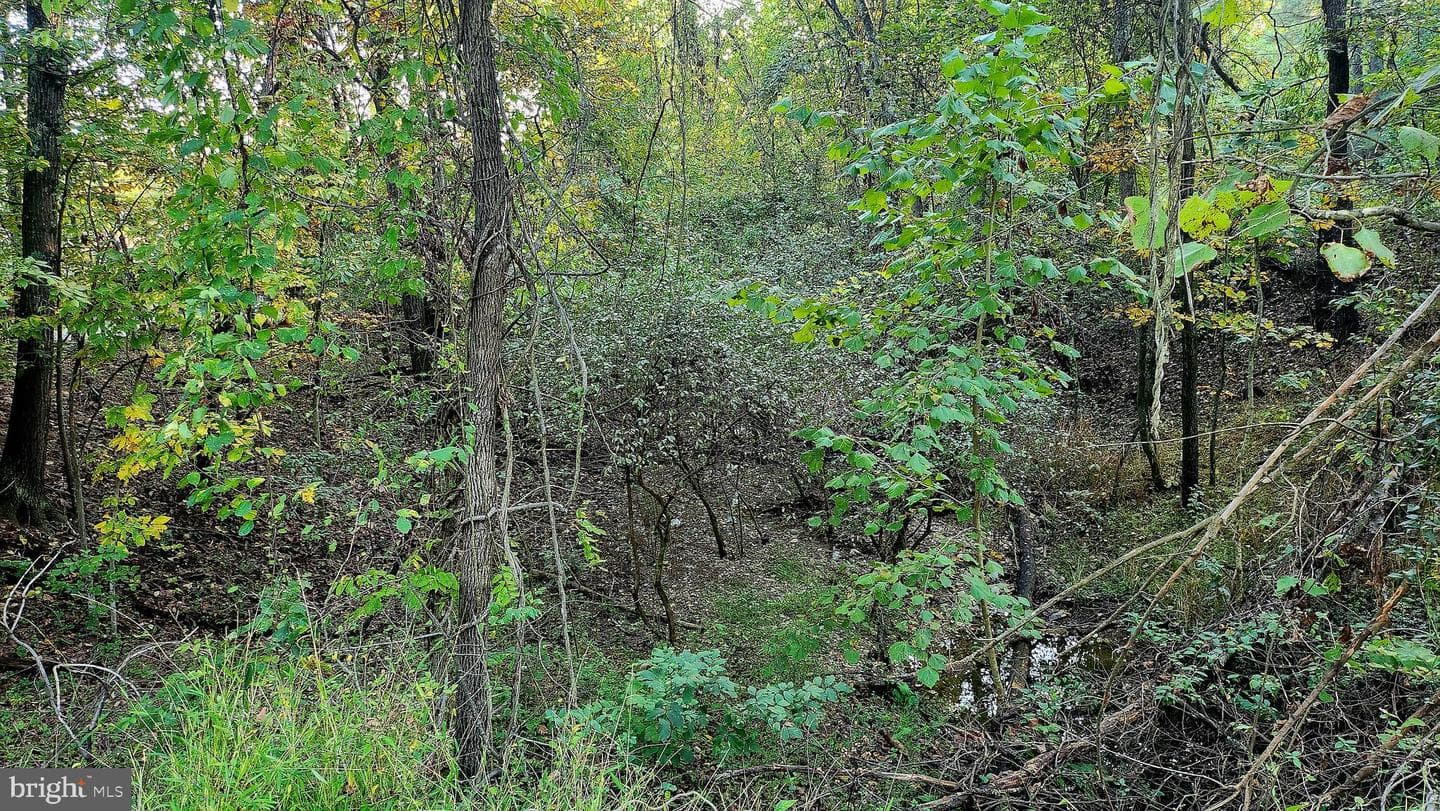 3604 Swinging Bridge Road photo 29
