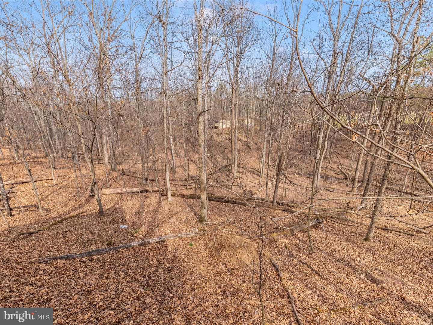 234 Pileated Woodpecker Lane photo 5