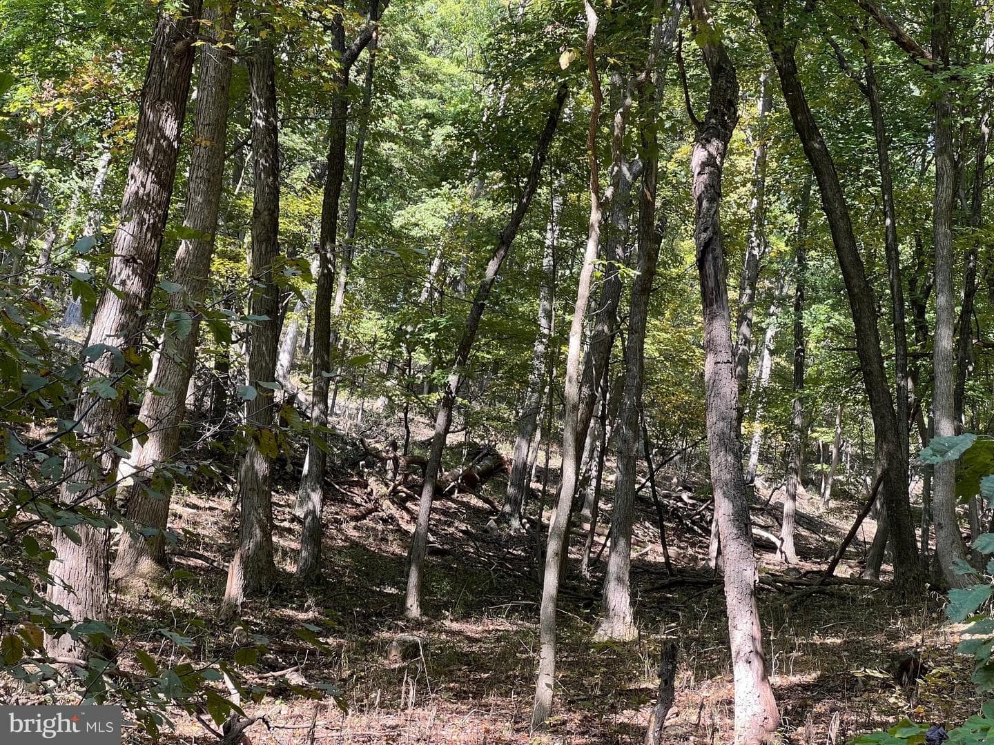 1604 High Knob Road photo 91