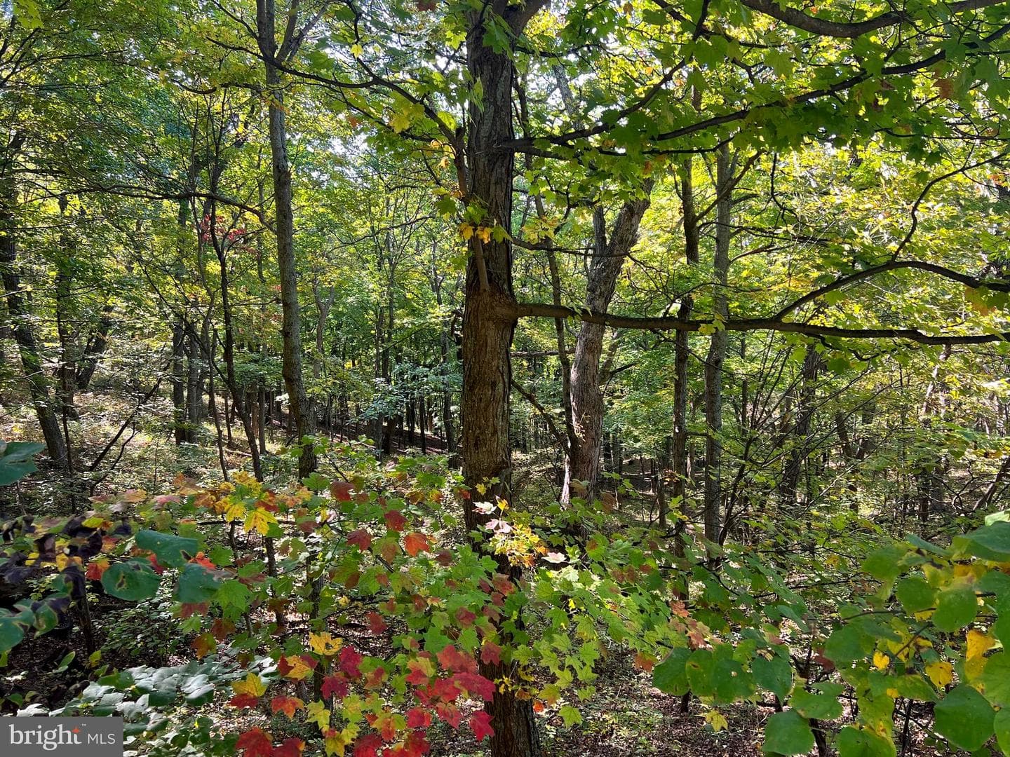 1604 High Knob Road photo 94