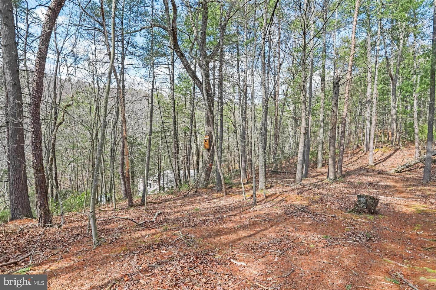3699 Waites Run Road photo 21