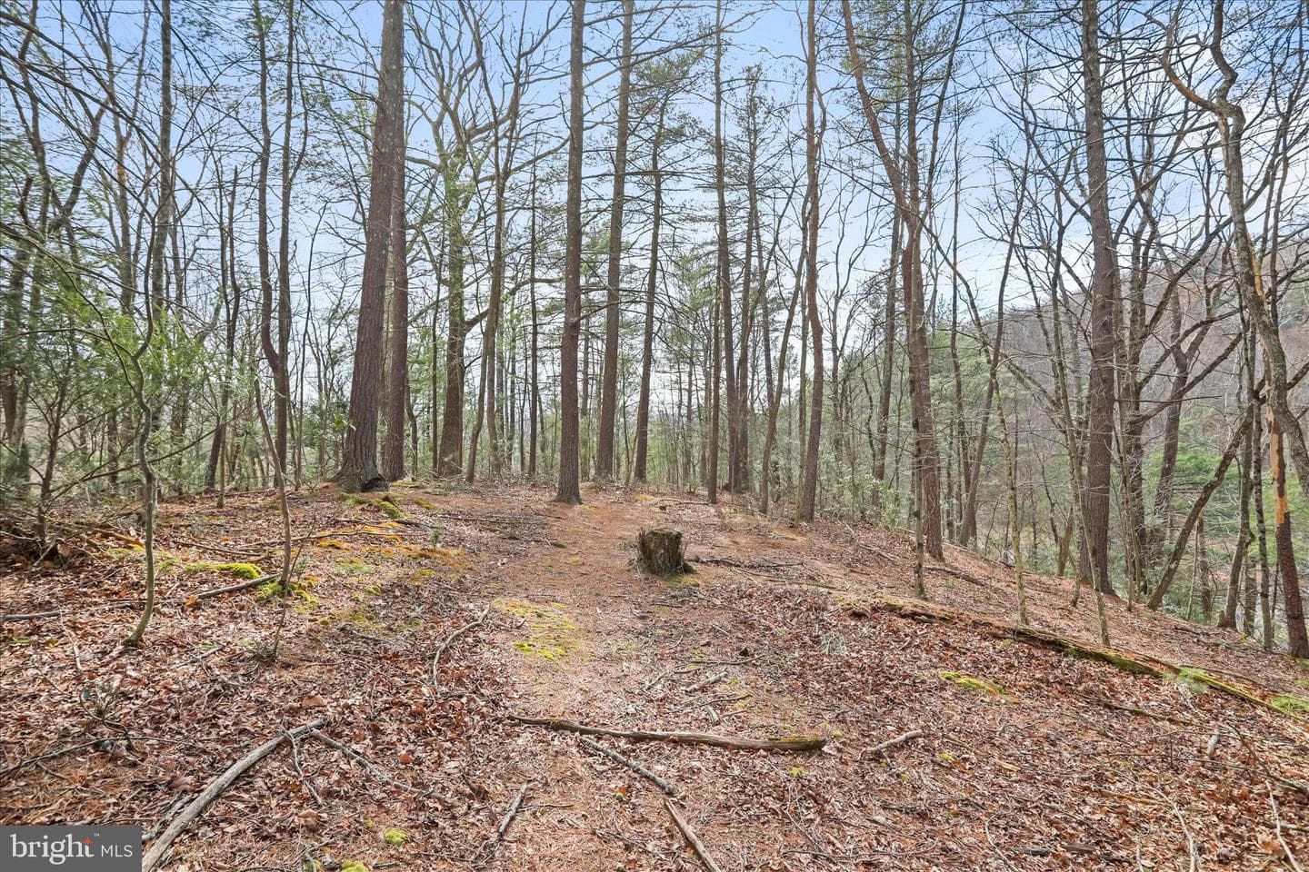 3699 Waites Run Road photo 22