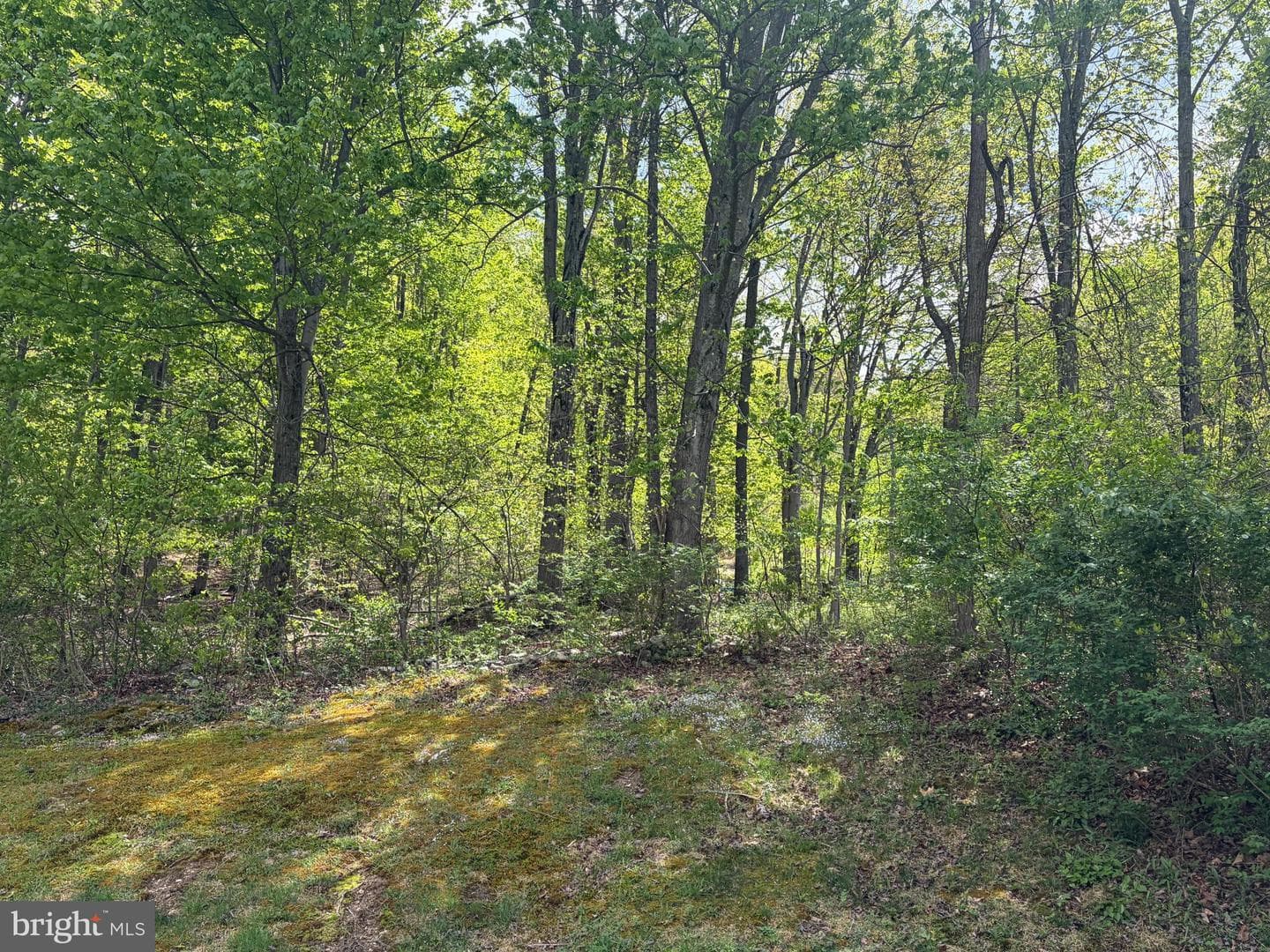 216 Walnut Drive photo 24