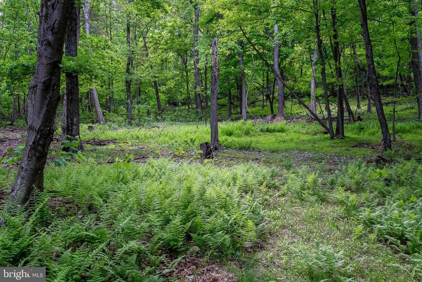 2598 Mountain View Road photo 77