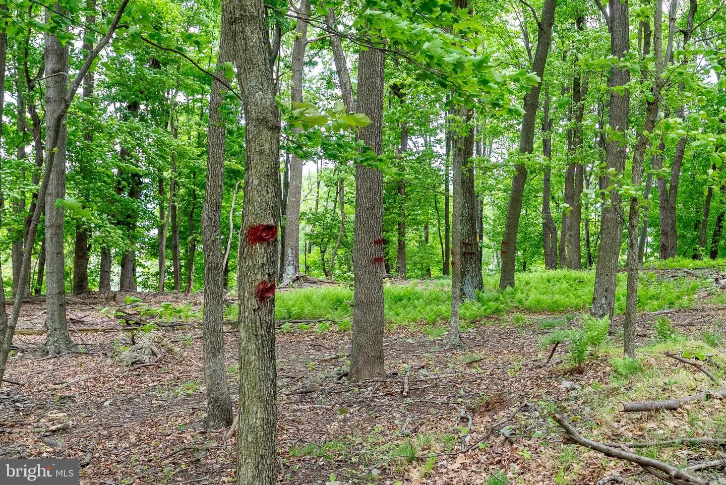 2598 Mountain View Road photo 79
