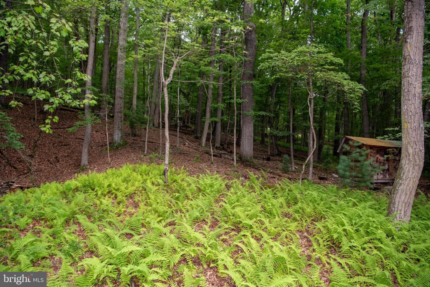 452 Wild Turkey Rdg photo 43