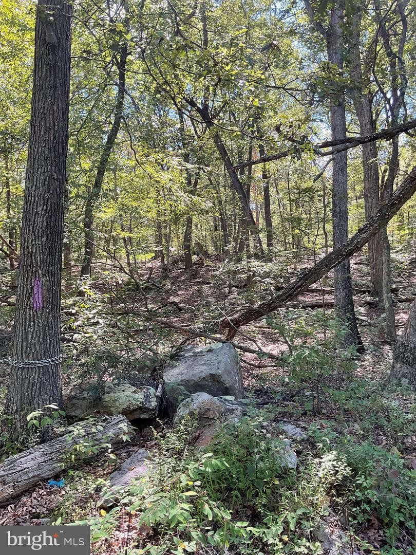 624 Mountain Lion Lane photo 7