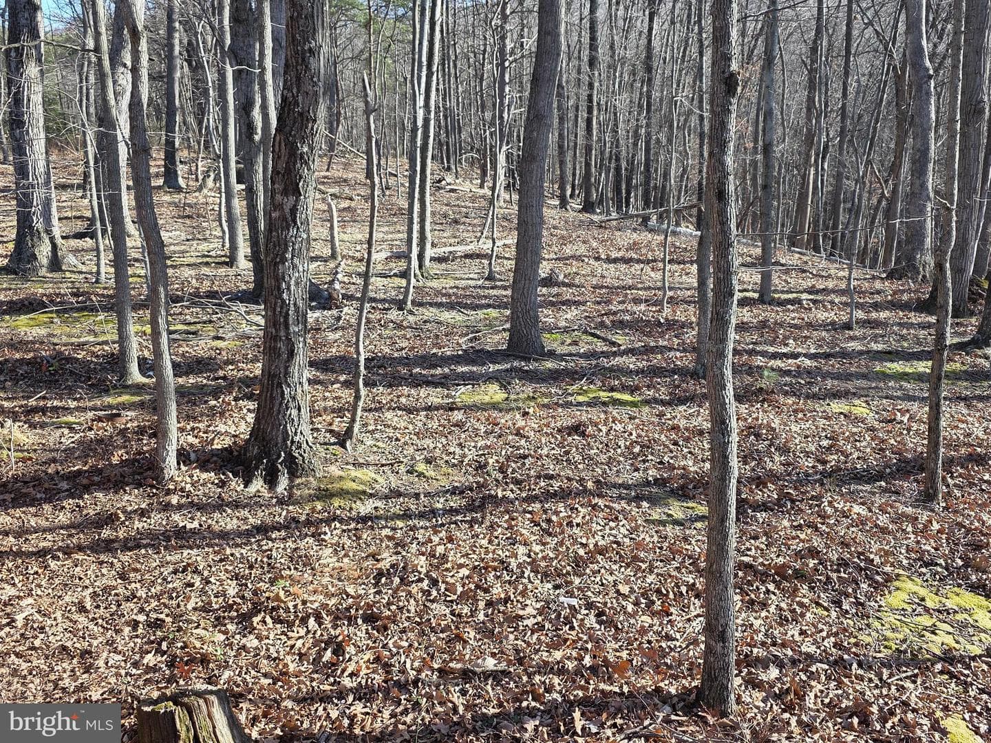 4605 Critton Owl Hollow Road photo 31