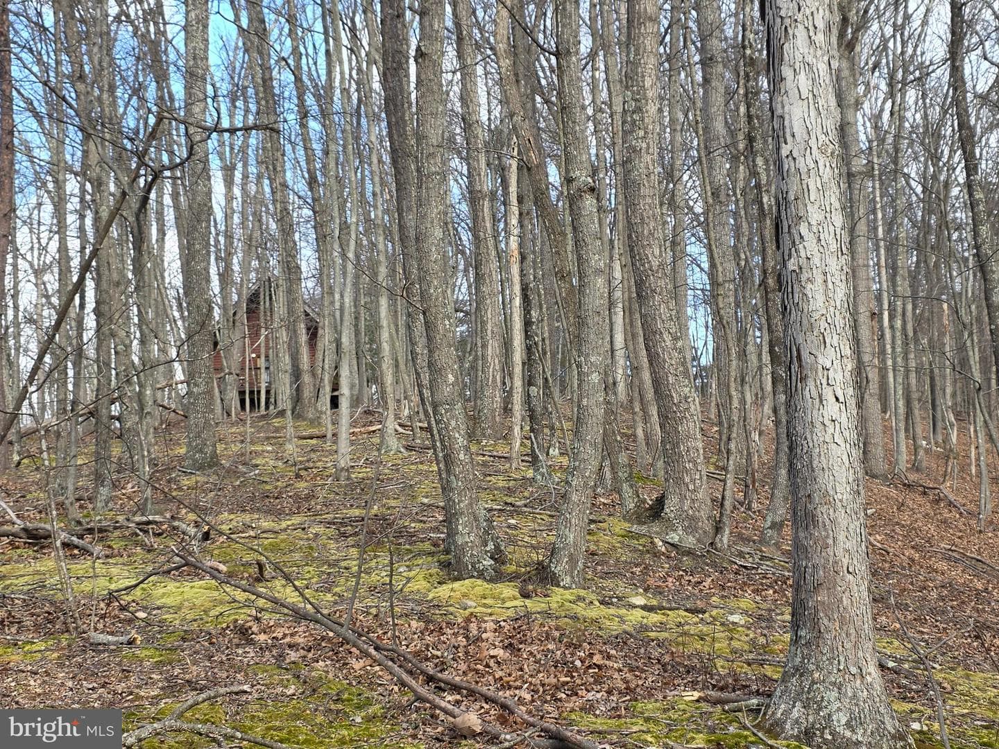 4605 Critton Owl Hollow Road photo 39
