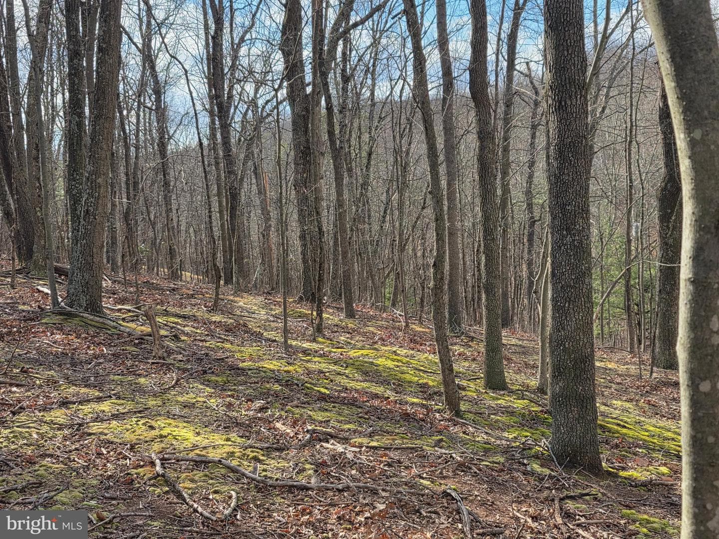 4605 Critton Owl Hollow Road photo 50