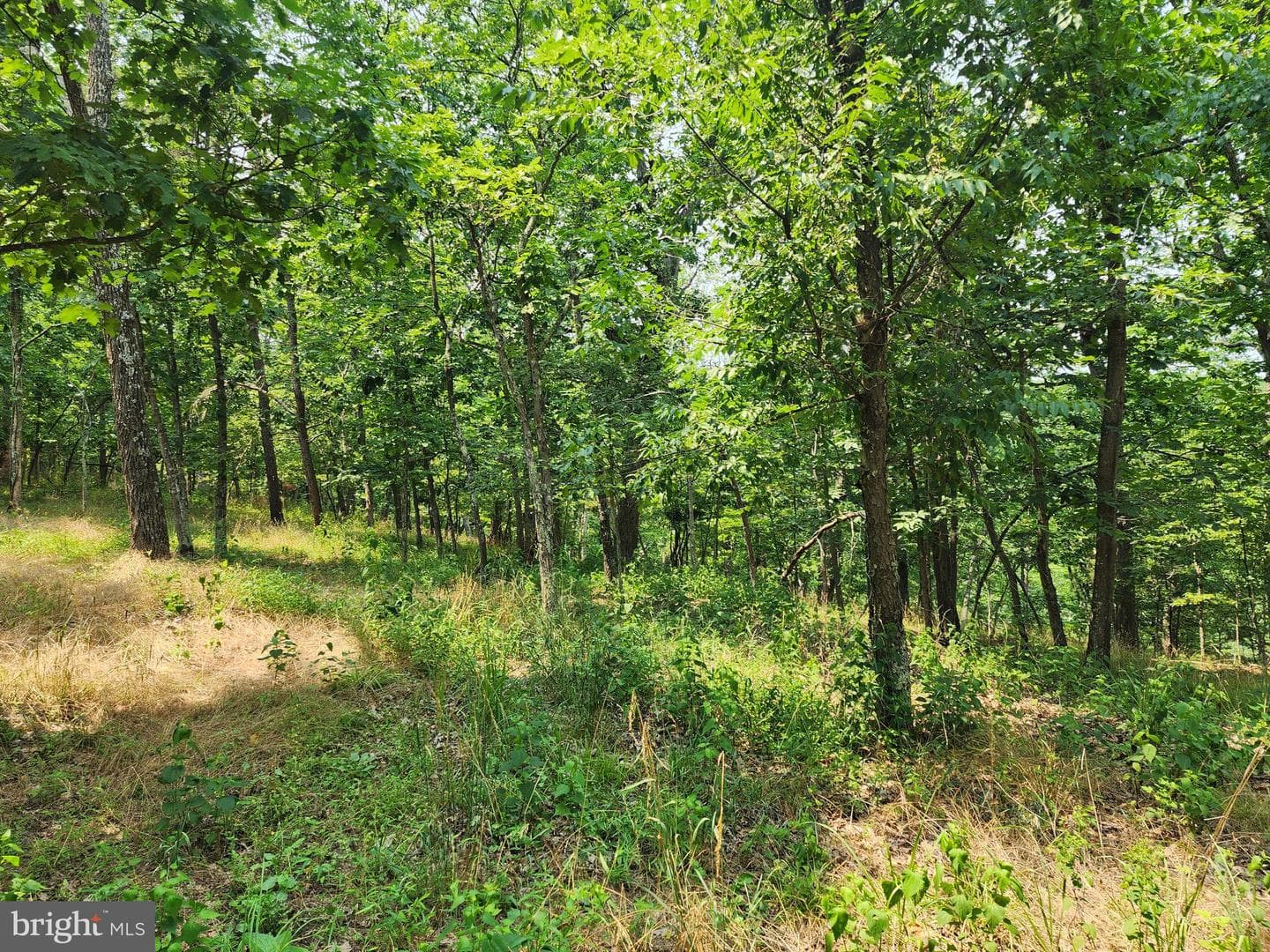 4078 Purgitsville Pike photo 67