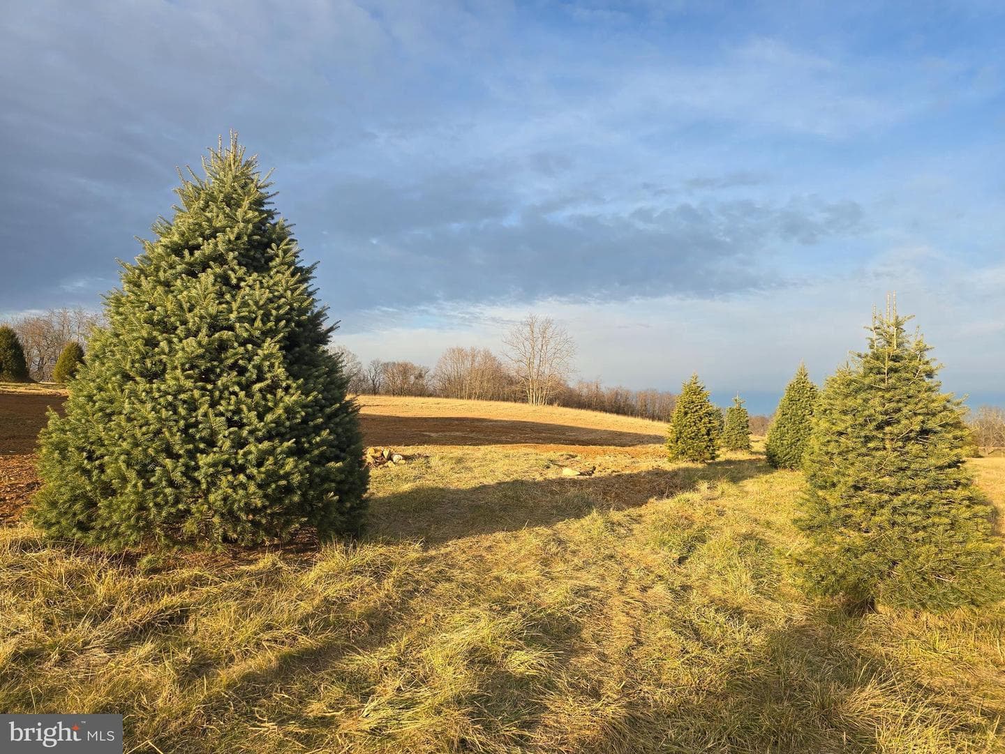 316 Mistletoe Lane #lot 11 photo 50