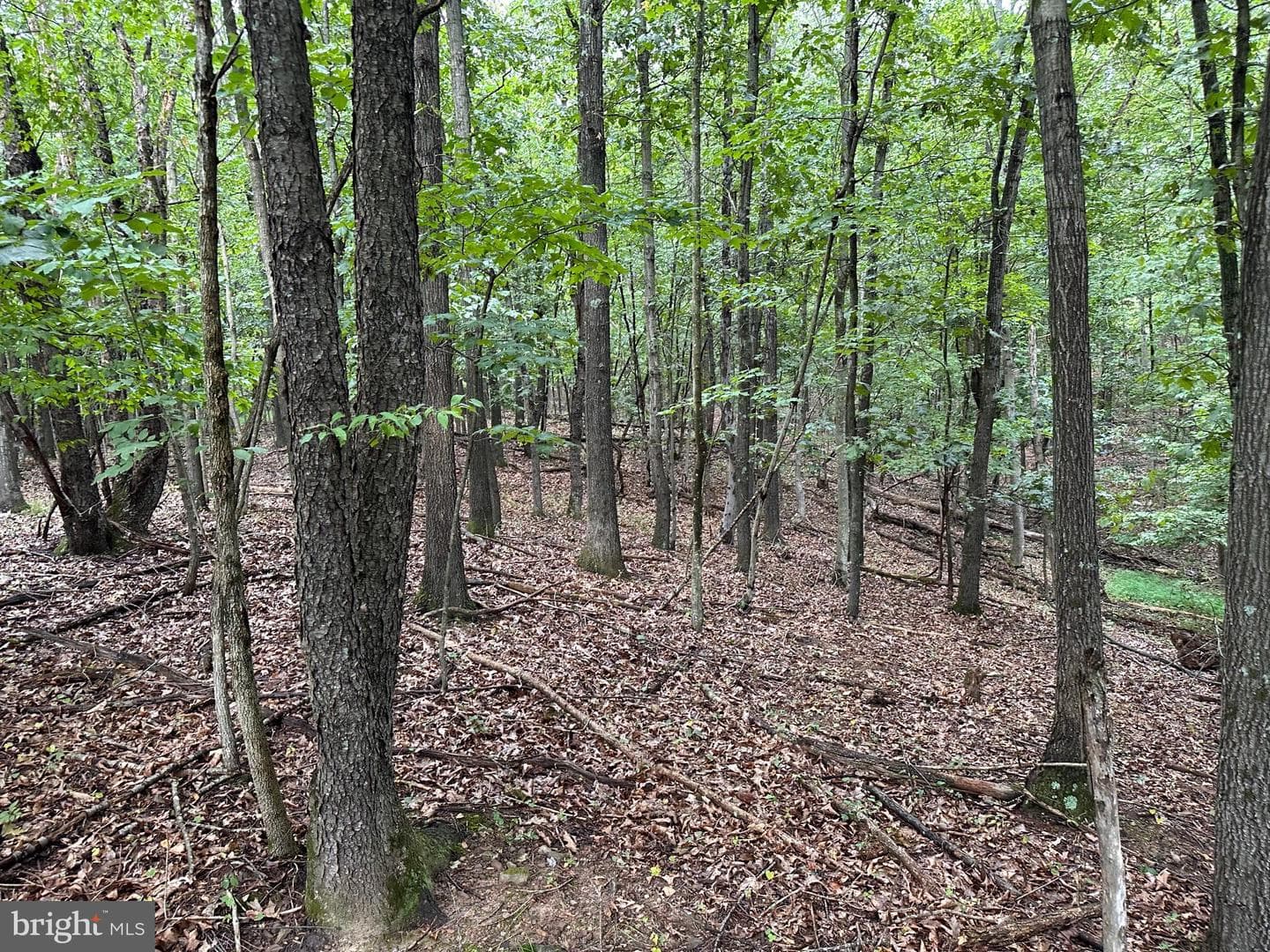 564 Shade Lane photo 47