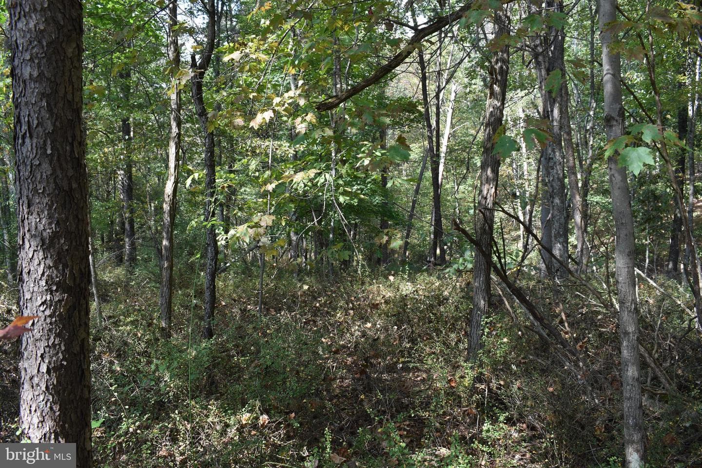 19 Mountain Laurel Drive photo 39