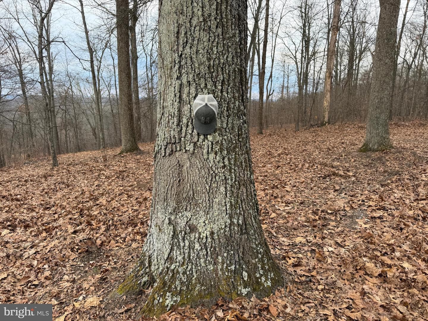 420 Coon Hollow Trail photo 37