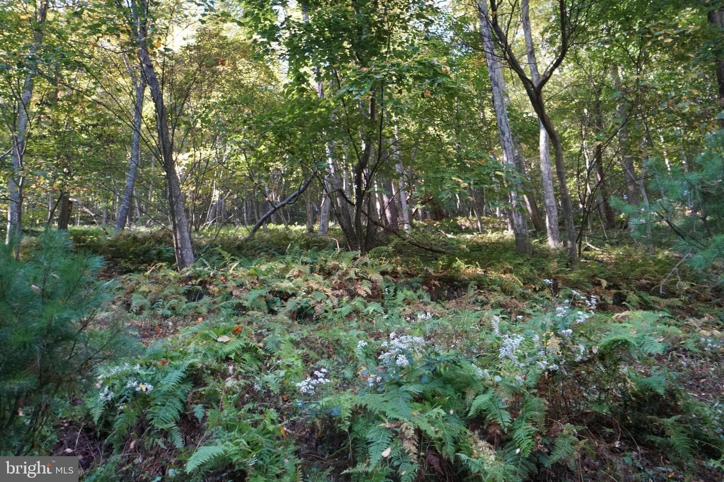 1453 Dry Run Road photo 34
