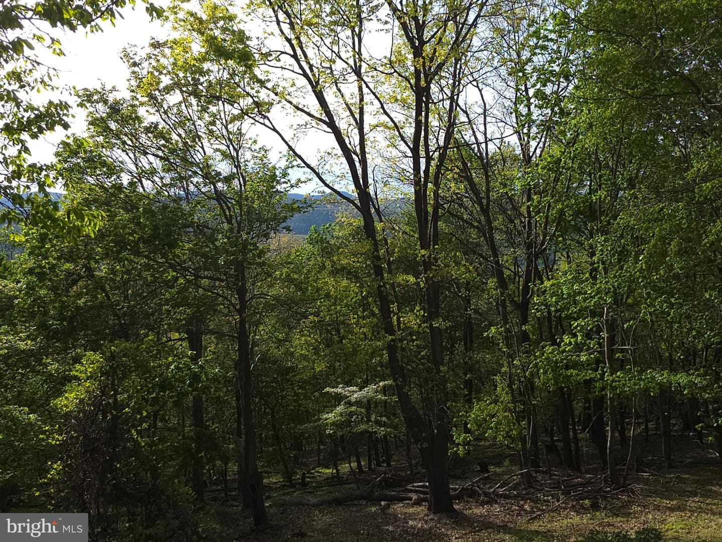 384 Scarlet Tanager Trail photo 53