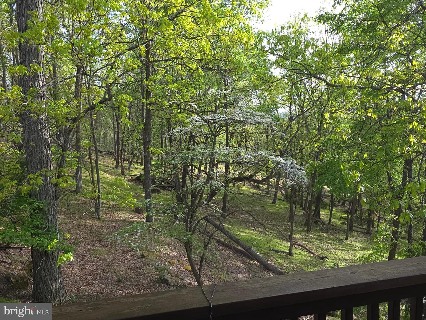 384 Scarlet Tanager Trail photo 55
