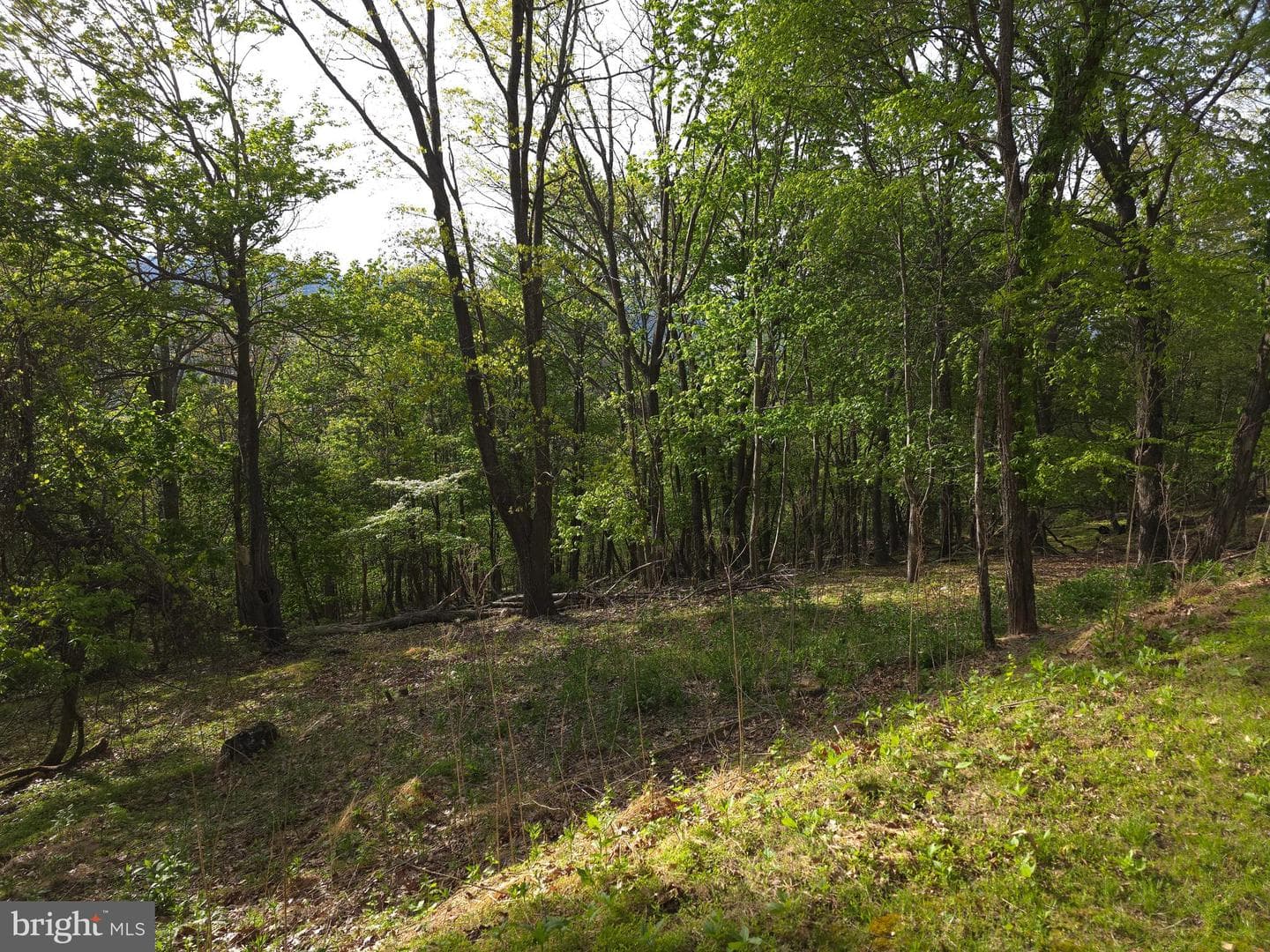 384 Scarlet Tanager Trail photo 56