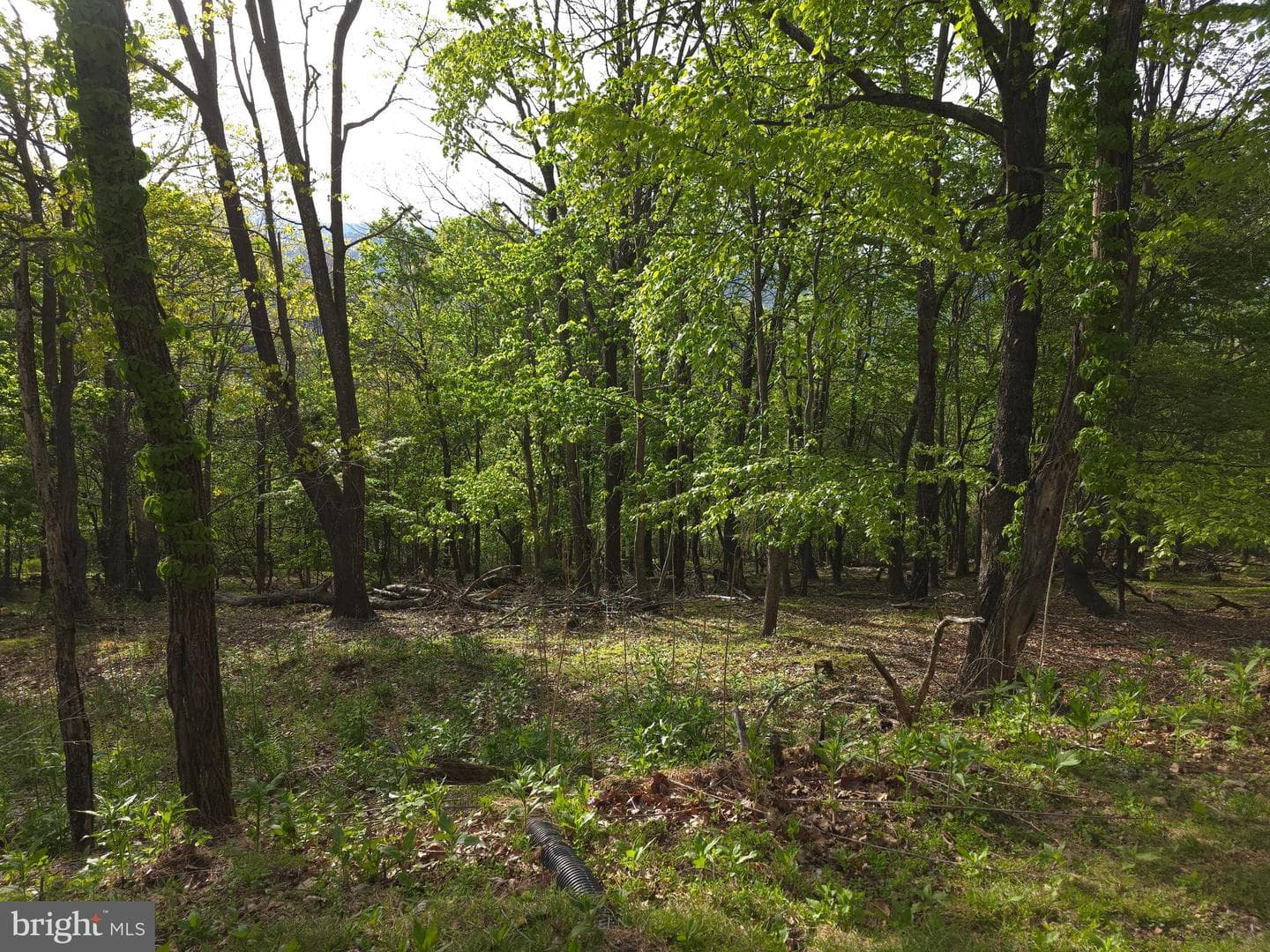 384 Scarlet Tanager Trail photo 58