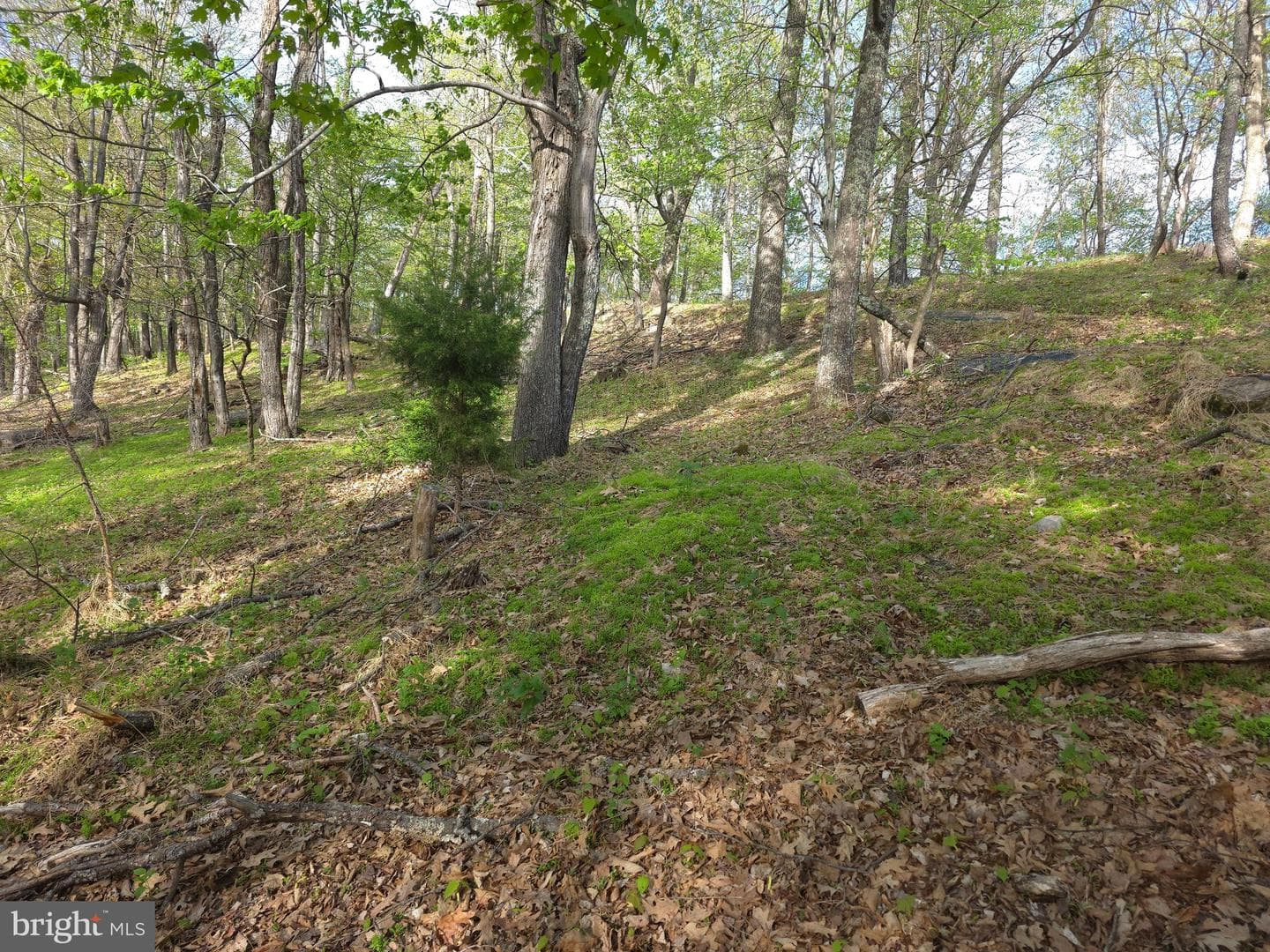384 Scarlet Tanager Trail photo 60