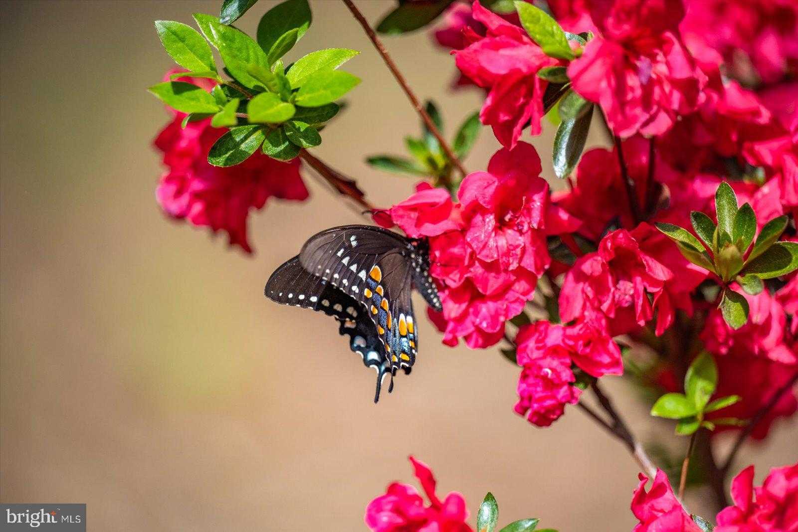 3531 Tall Pines Ln photo 75