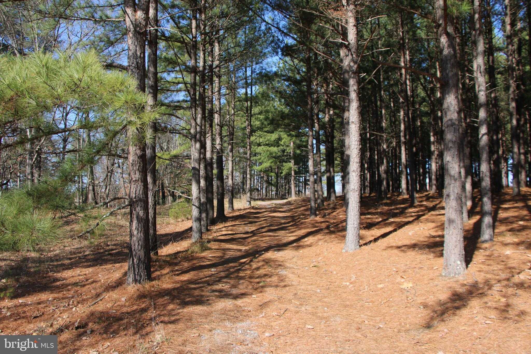 N Frederick Pike photo 39