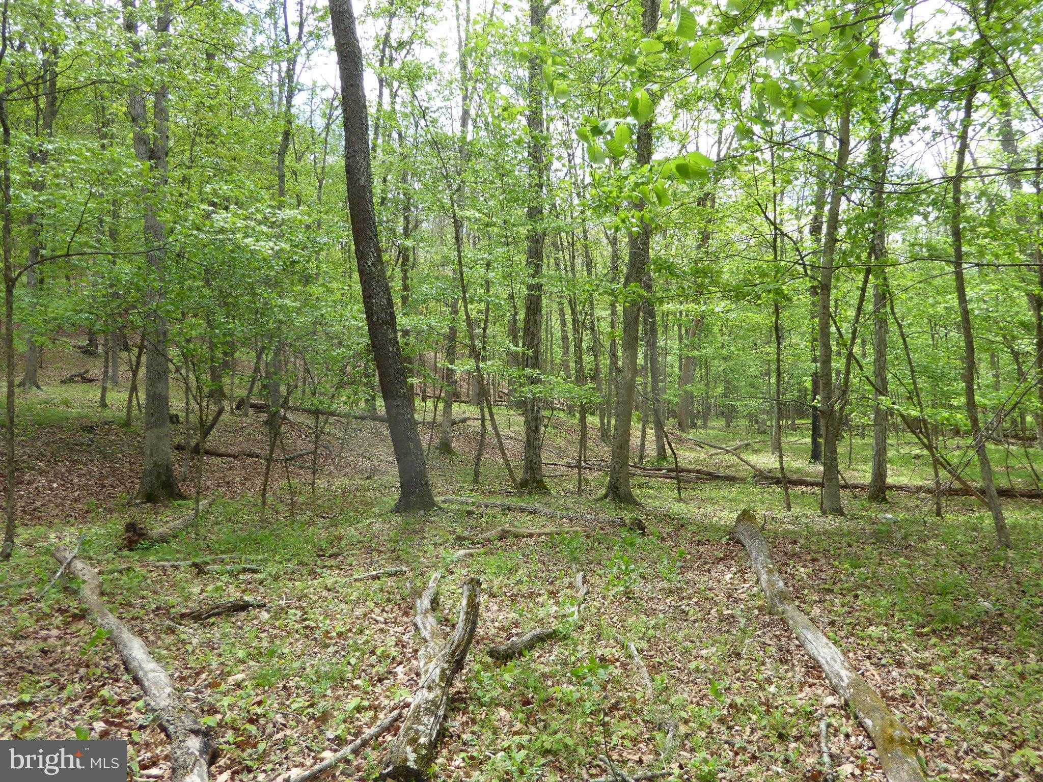 Red Feather Ln photo 13