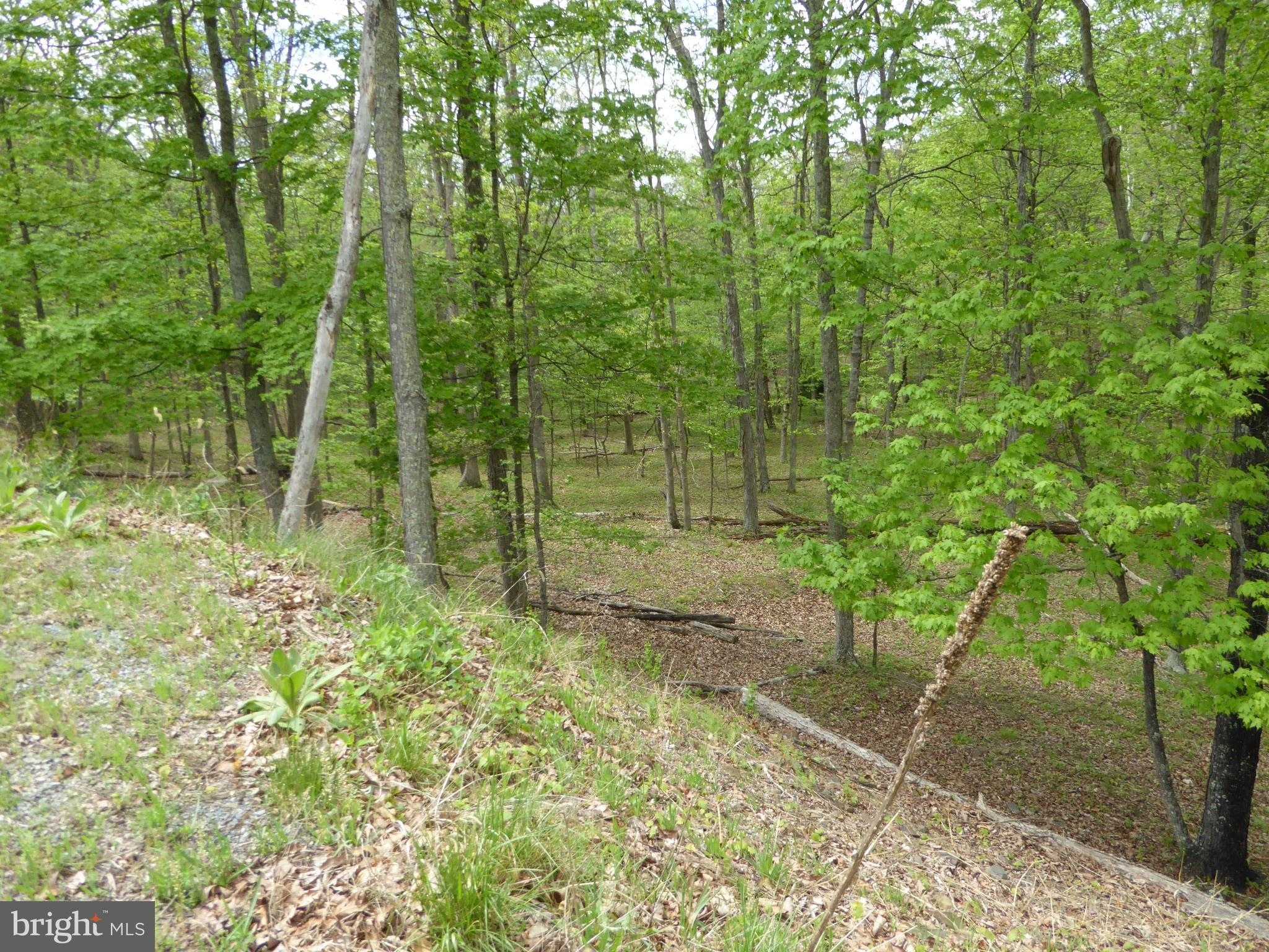 Red Feather Ln photo 9