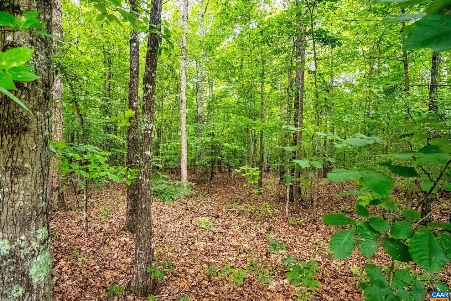 175 Tracie Dr photo 56