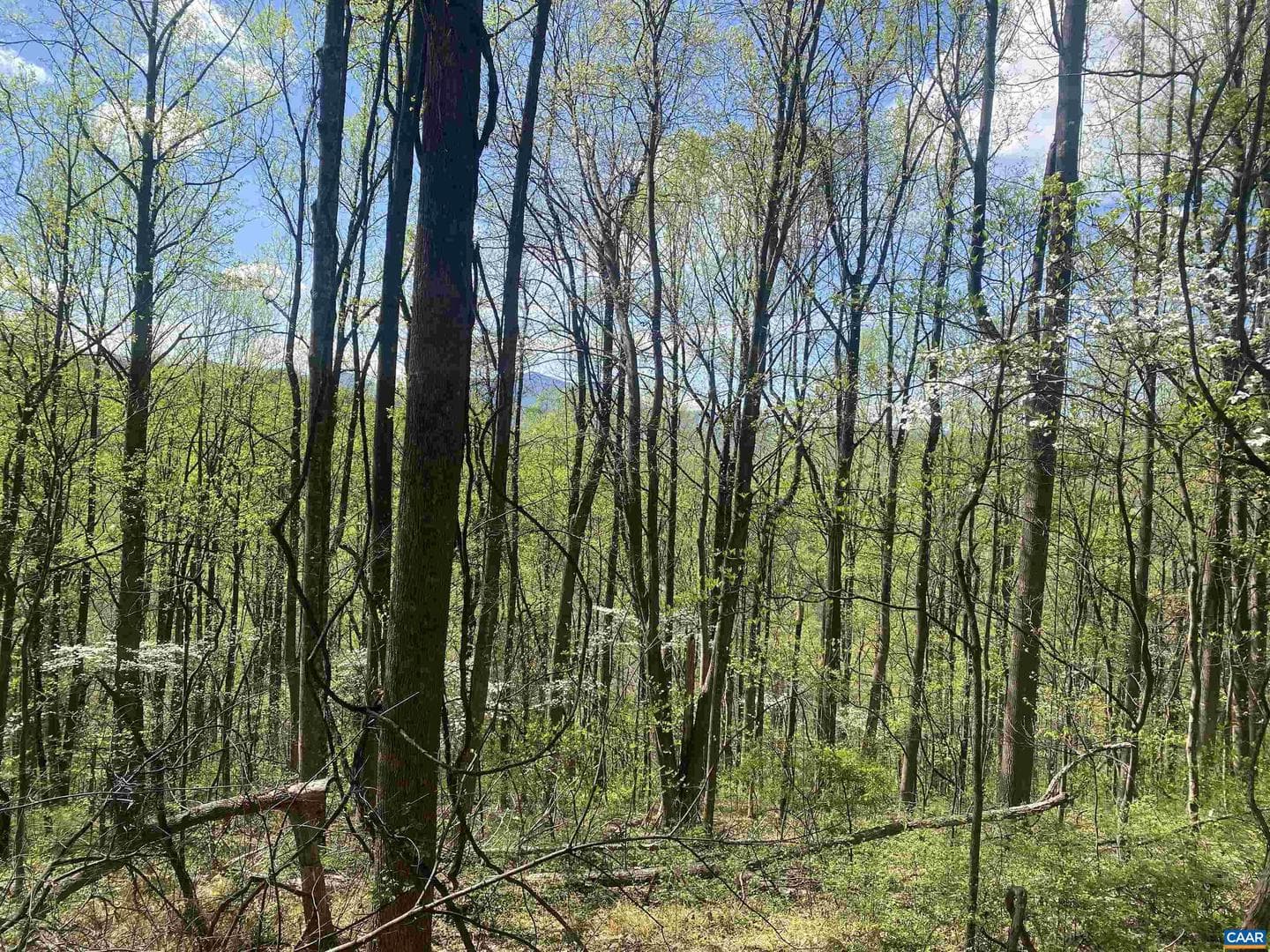 2728 East Branch Loop photo 44