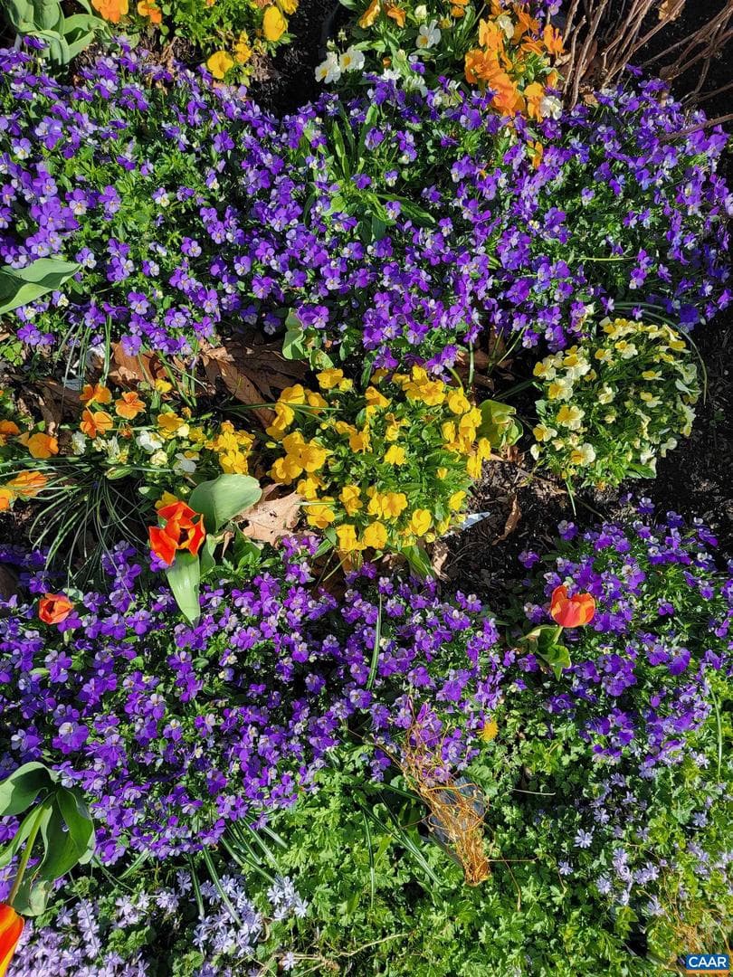 128 Rockfish Orchard Dr photo 30