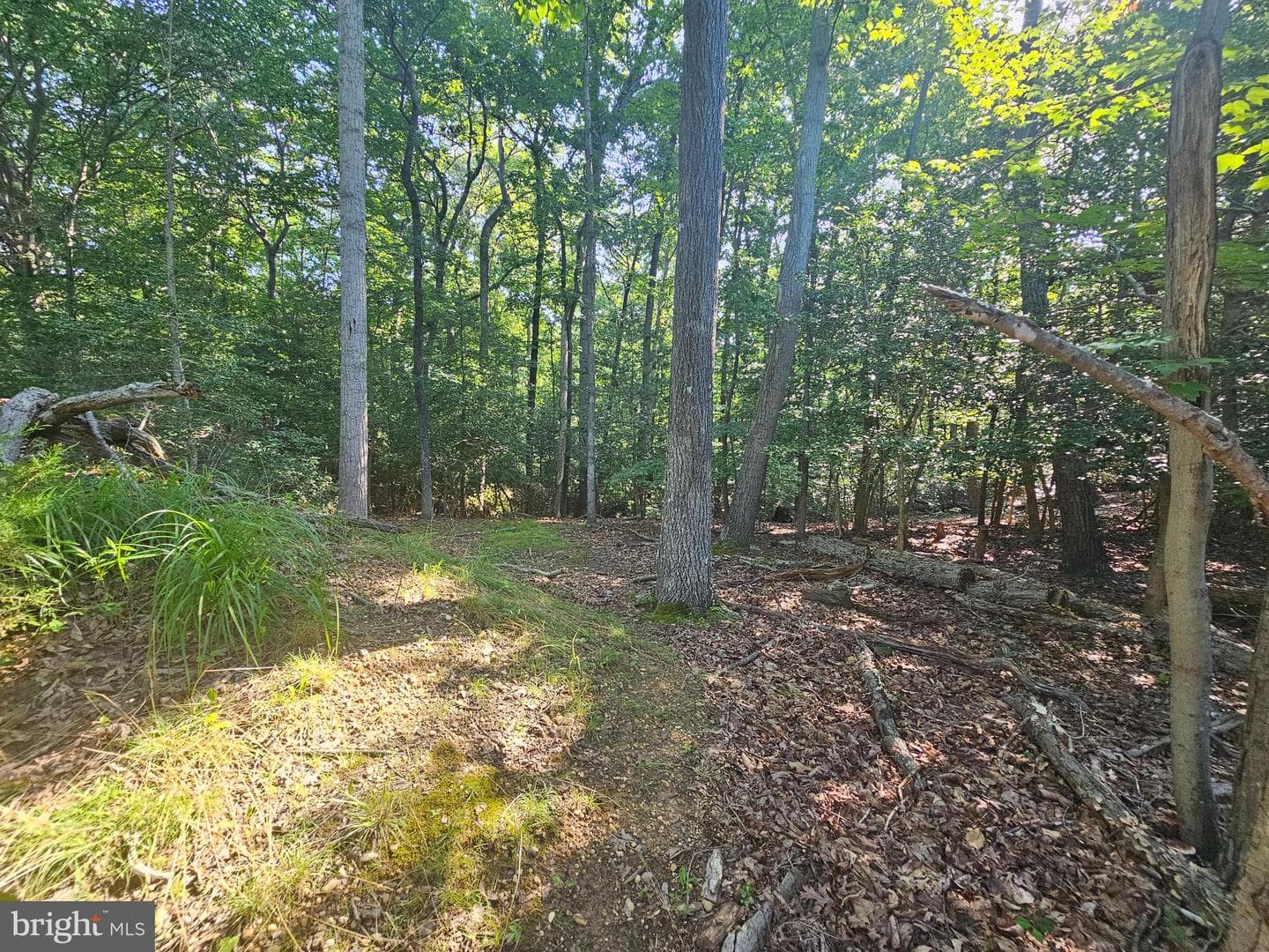 491 Redwood Lane photo 54