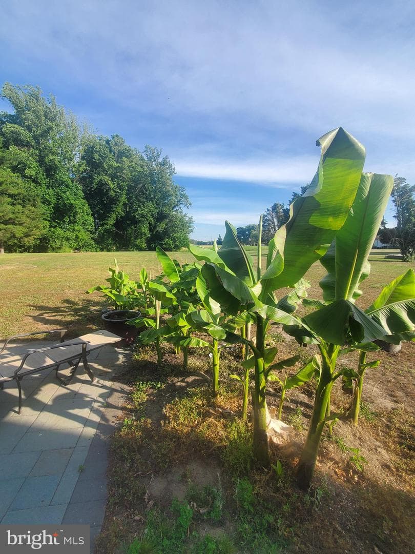 5403 Peach Tree Drive photo 81