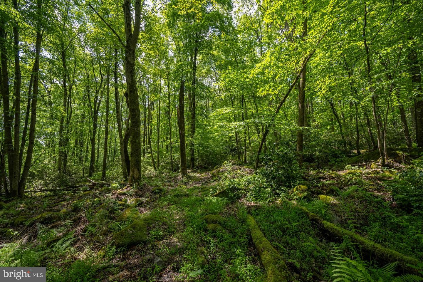 328 Stool Rock Road photo 99