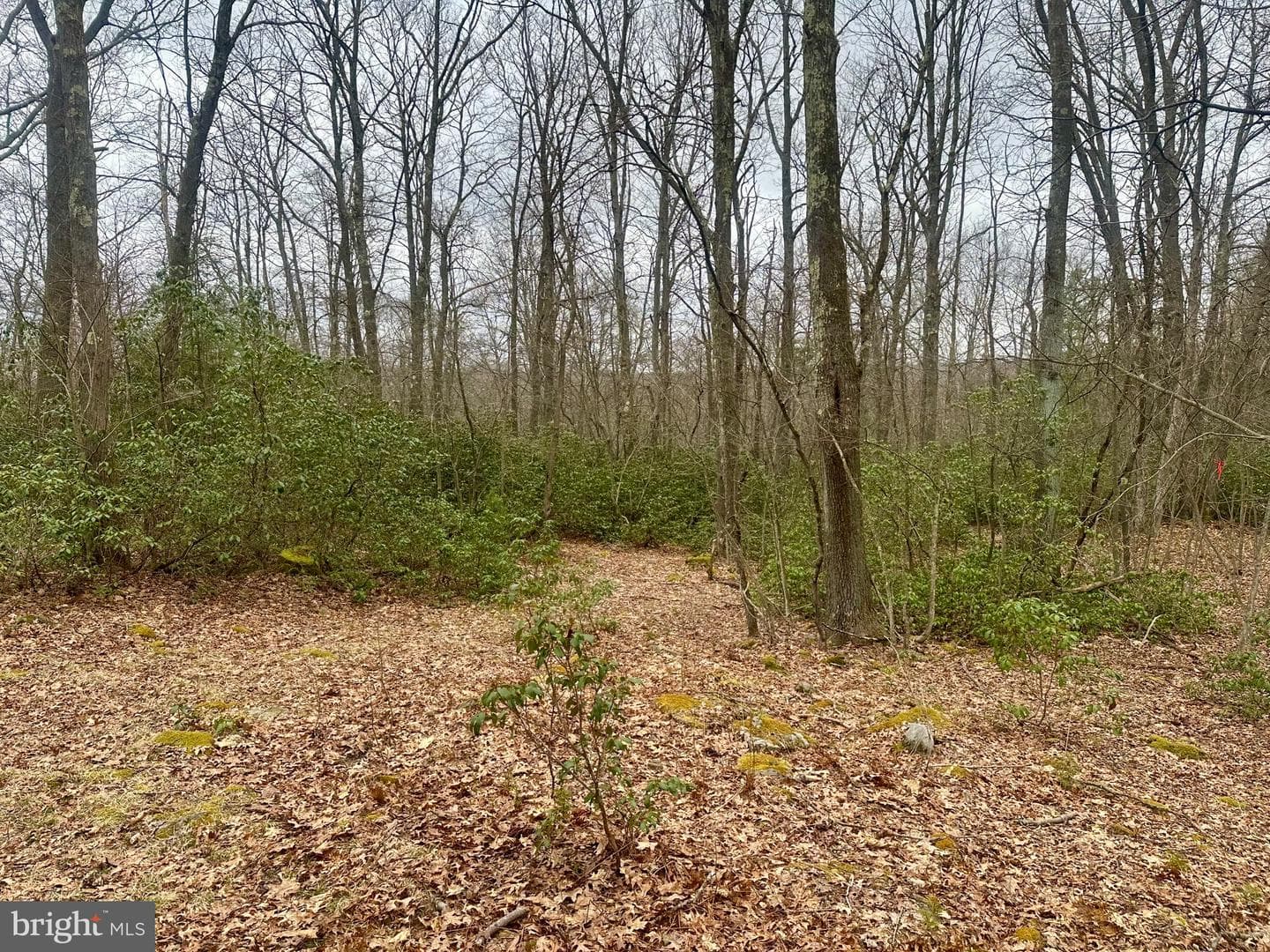 552 Black Oak Drive photo 32