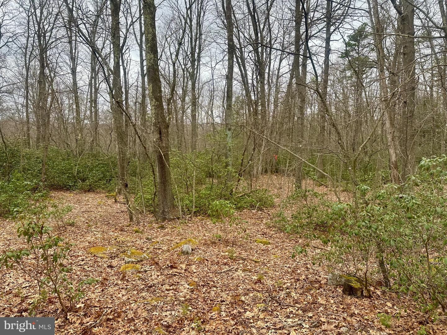 552 Black Oak Drive photo 33