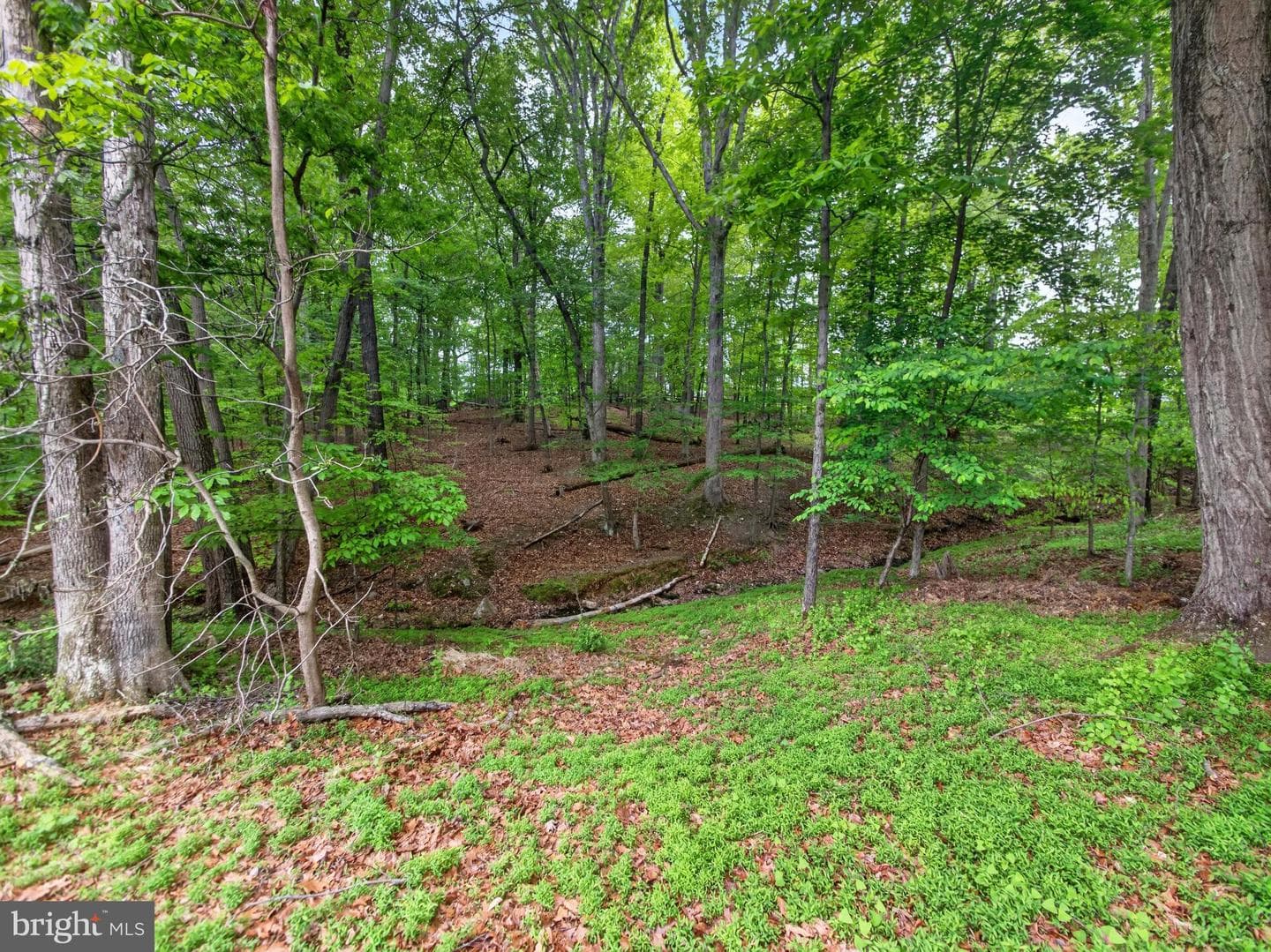 14512 Triple Crown Place photo 14