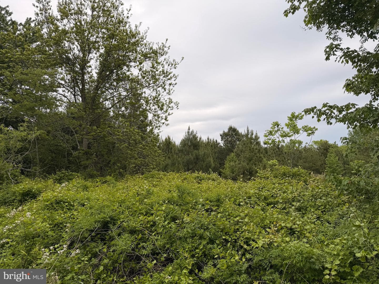 23686 Earl Webster Road photo 11