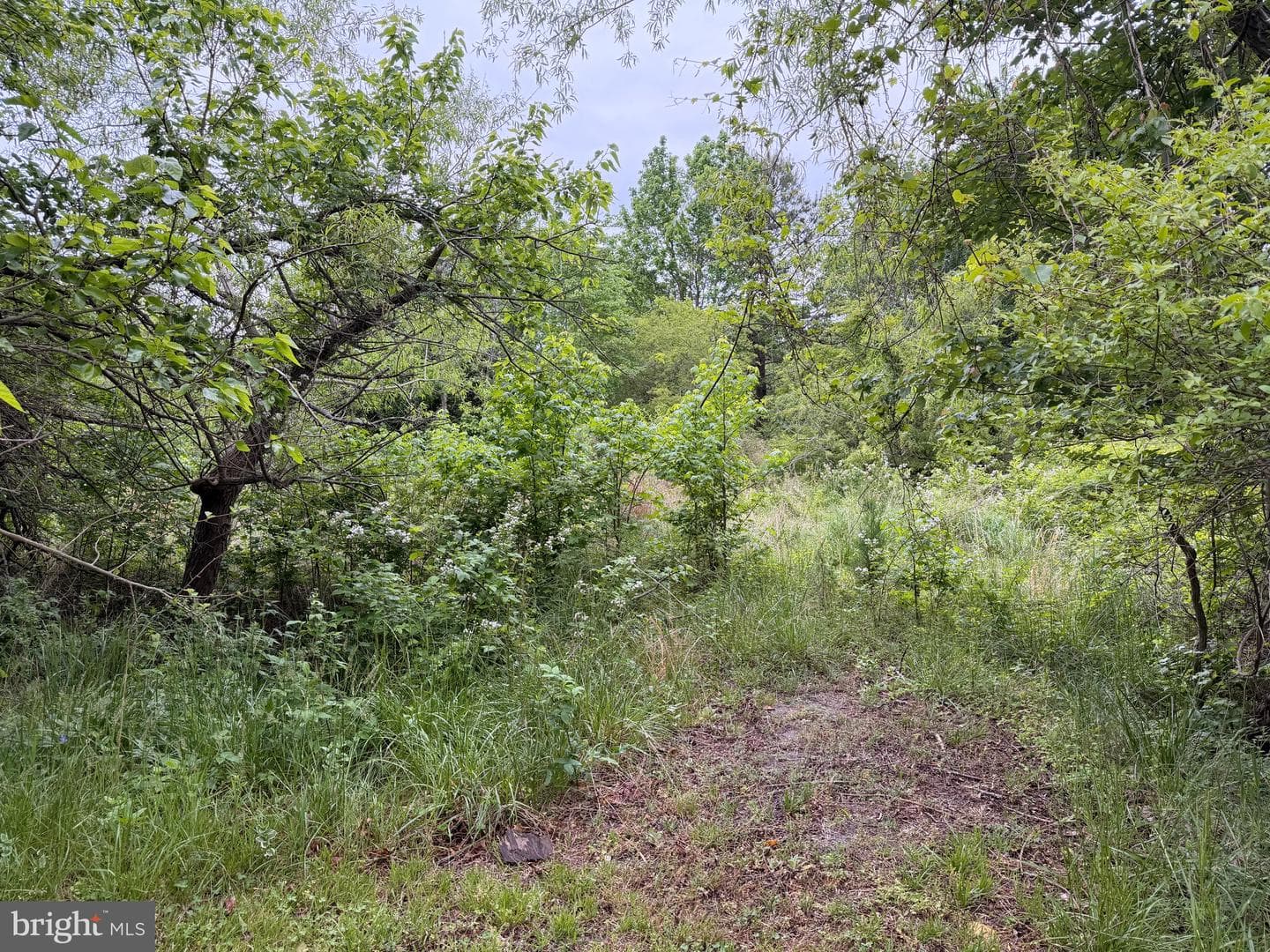 23686 Earl Webster Road photo 8