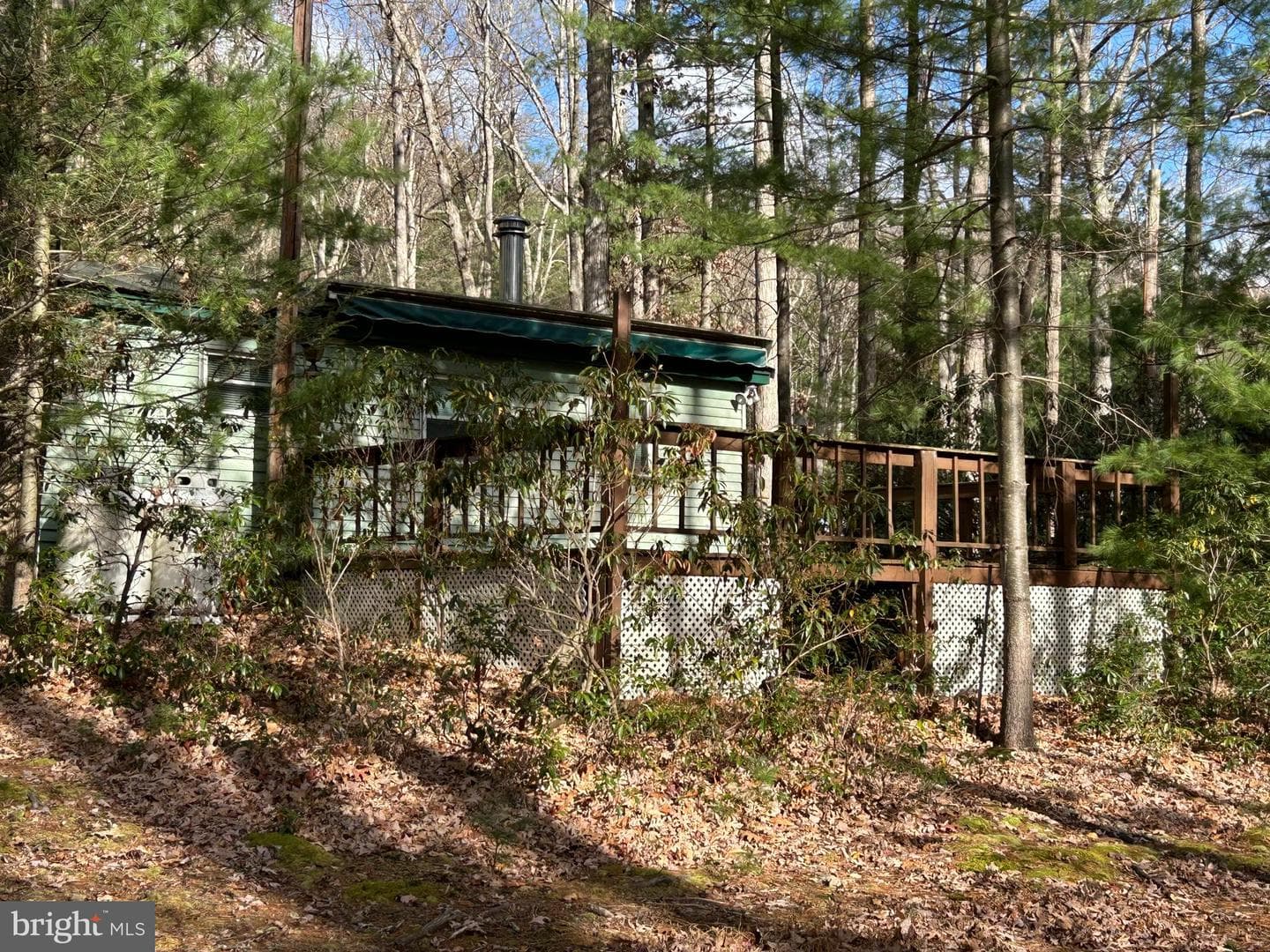 45 Evergreen photo 3