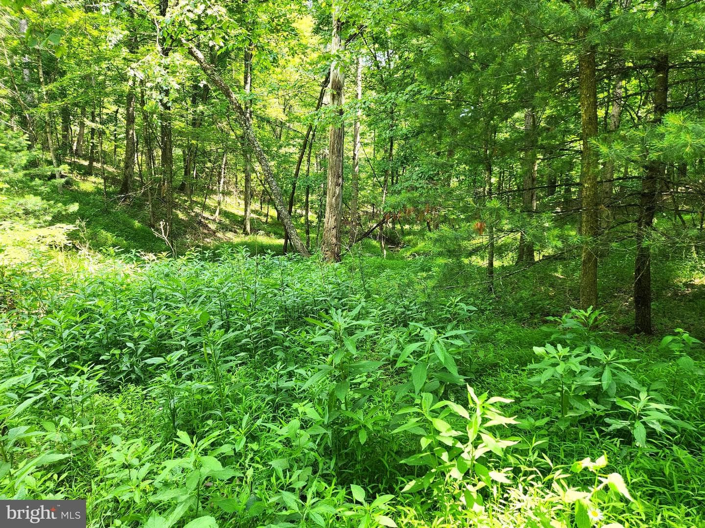 217 Lansing Road photo 23