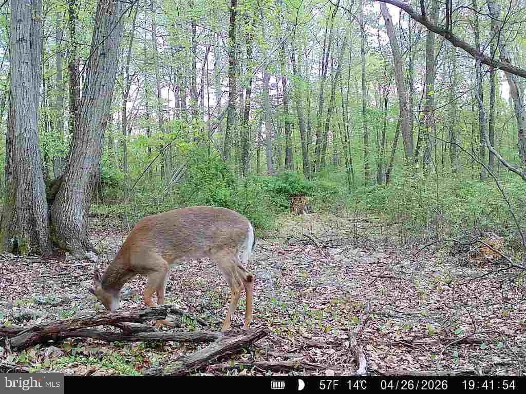 3278 Camp Swatara Road photo 52