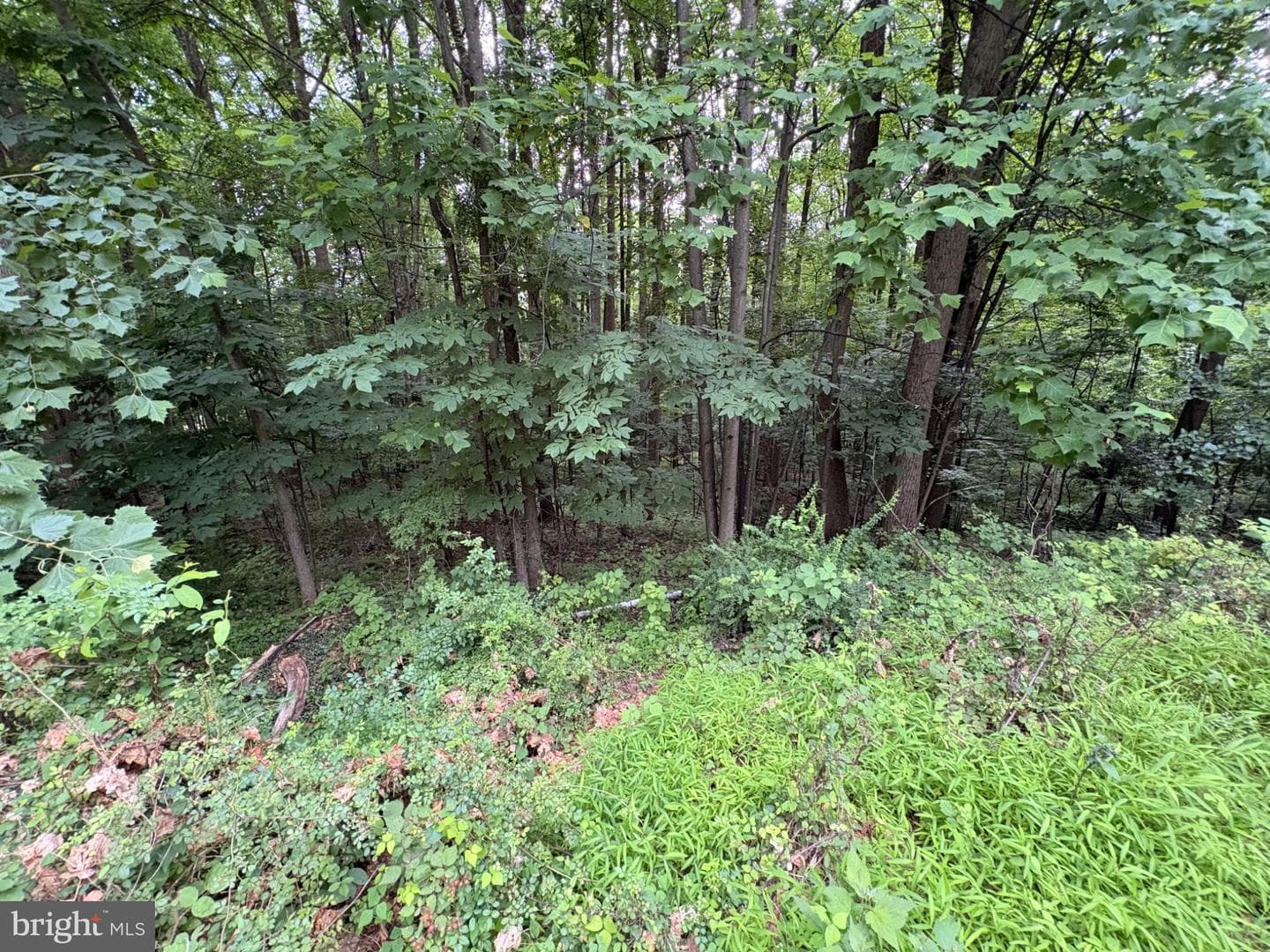 52 Hess Road photo 98