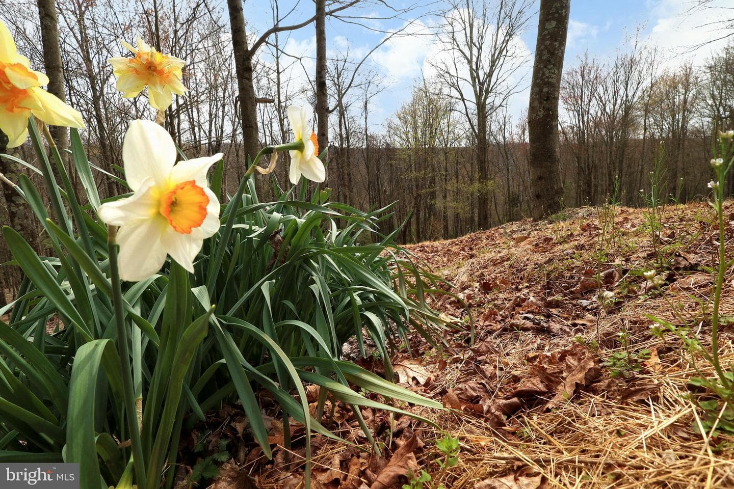 263 White Tail Road photo 32