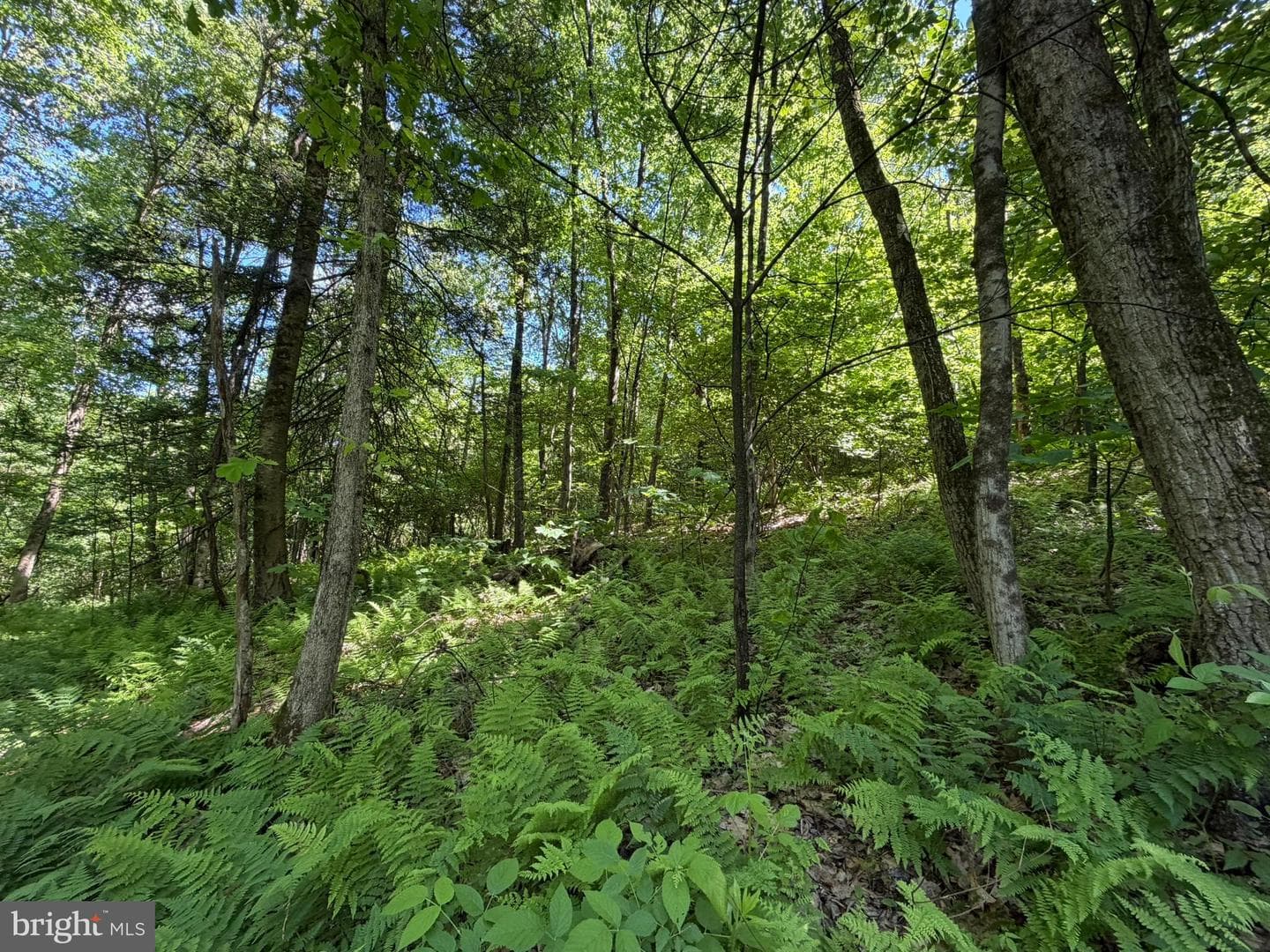 580 Fairview Road photo 47