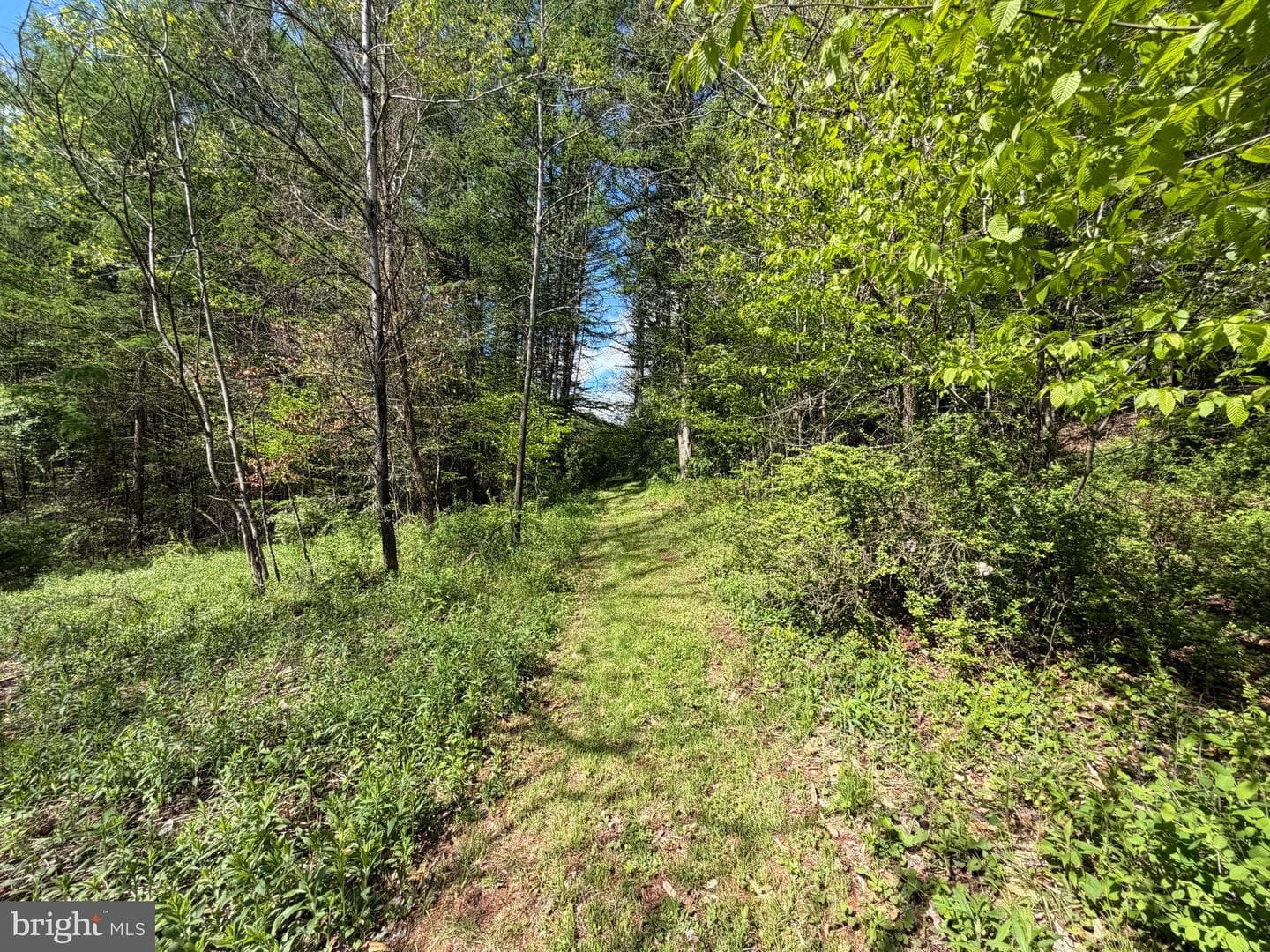 Tract 1: 1226 Cross Fork Creek Rd photo 72