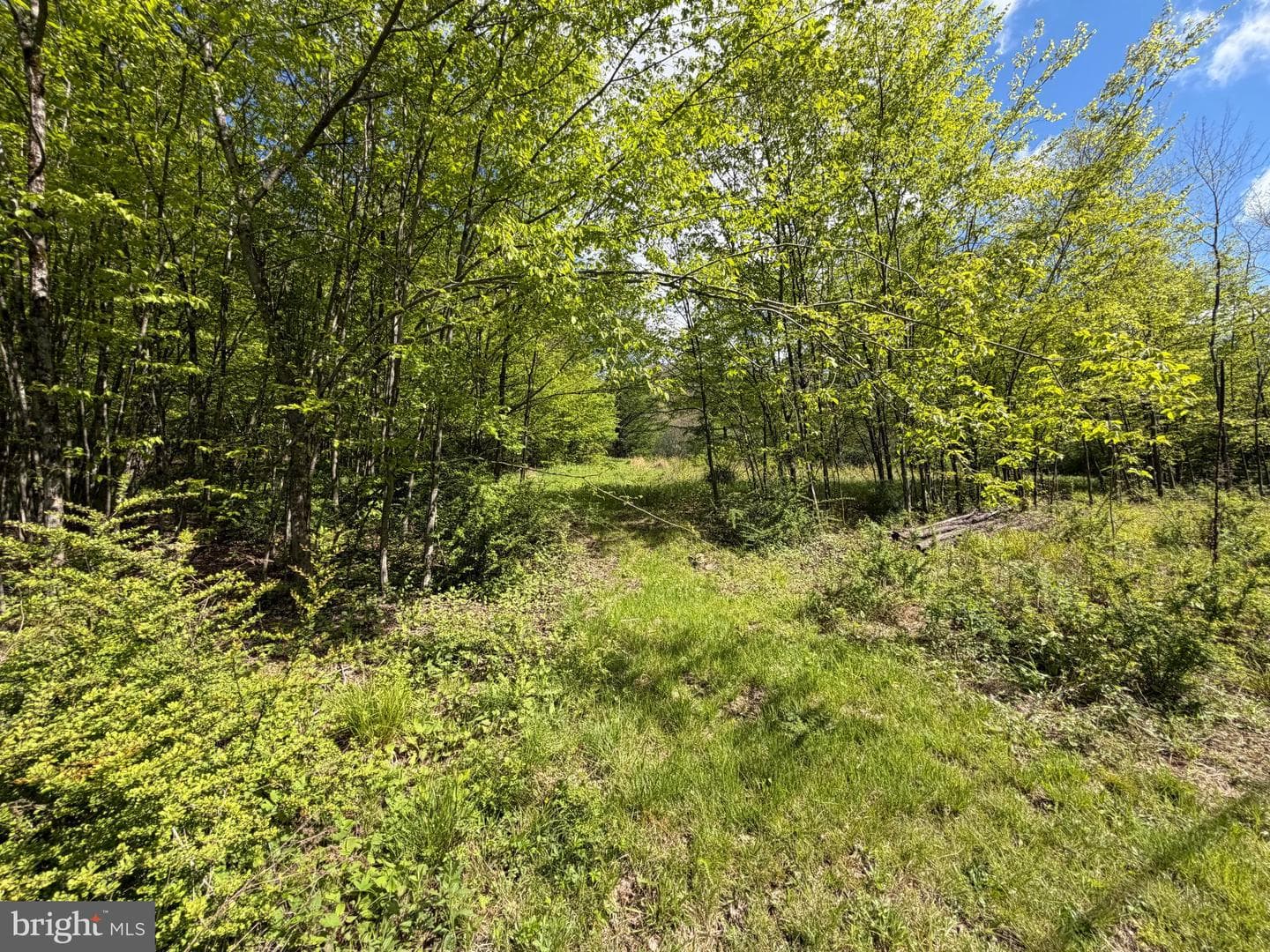 Tract 1: 1226 Cross Fork Creek Rd photo 82