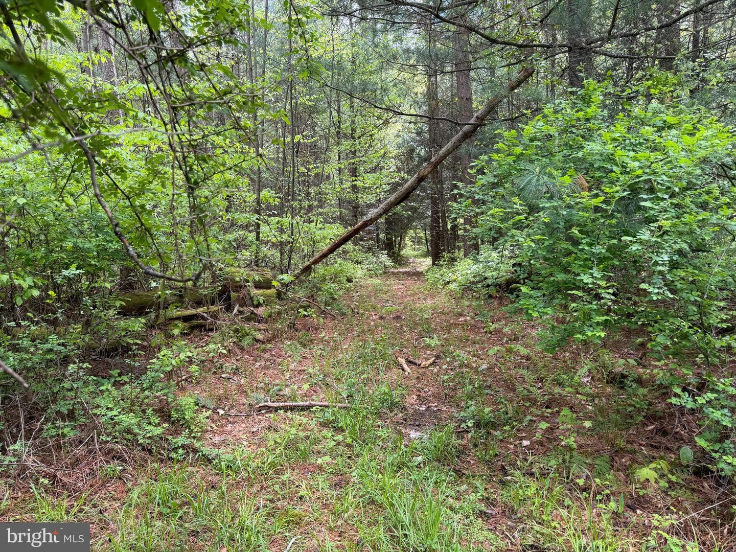 Tract 2: 1227 Cross Fork Creek Rd photo 66